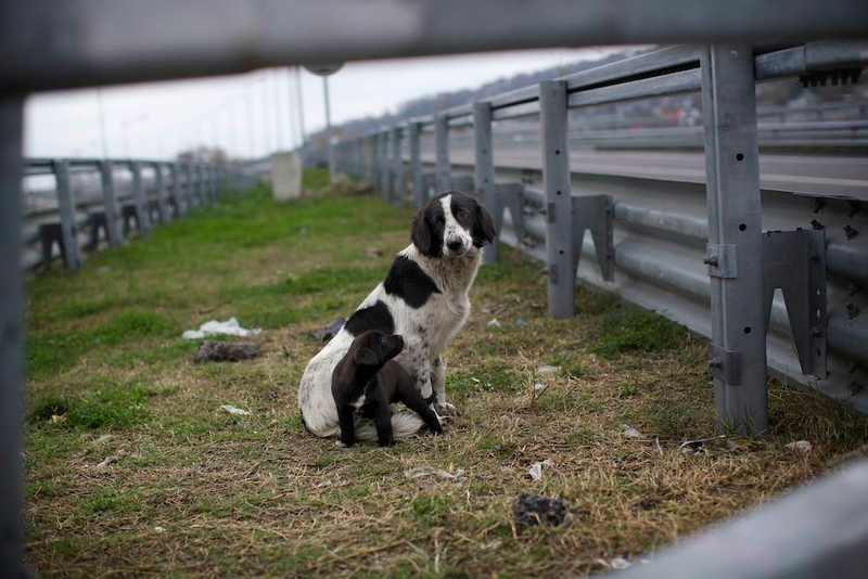 Illustration for article titled The Dogs Of Sochi